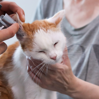 Kočička Sarah během vyšetření uší na veterině