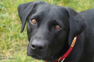 Černá fenka x labrador Bailey