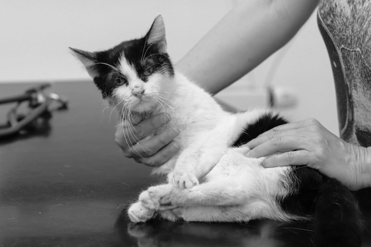 Kočička Stringbean na veterině