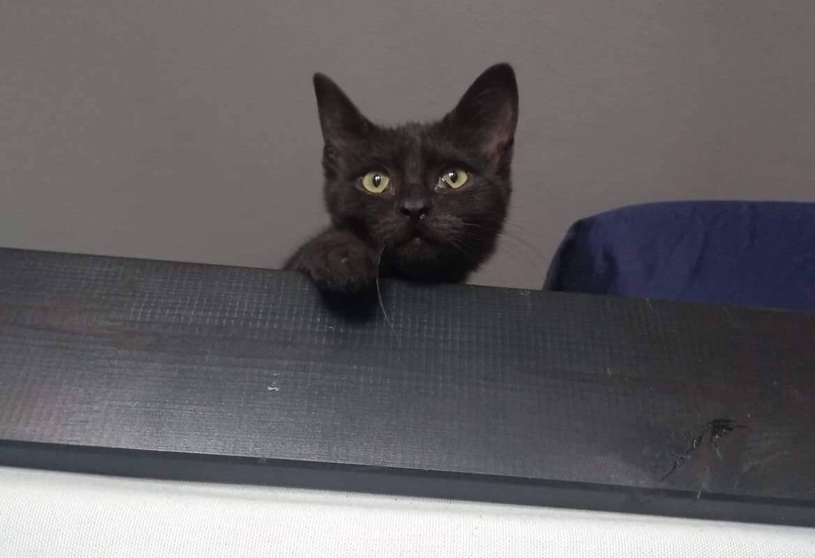 Černé koťátko Franny shlíží dolů z palandy