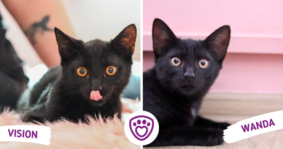 Vlevo černý kocourek Vision, vpravo černá kočička Wanda