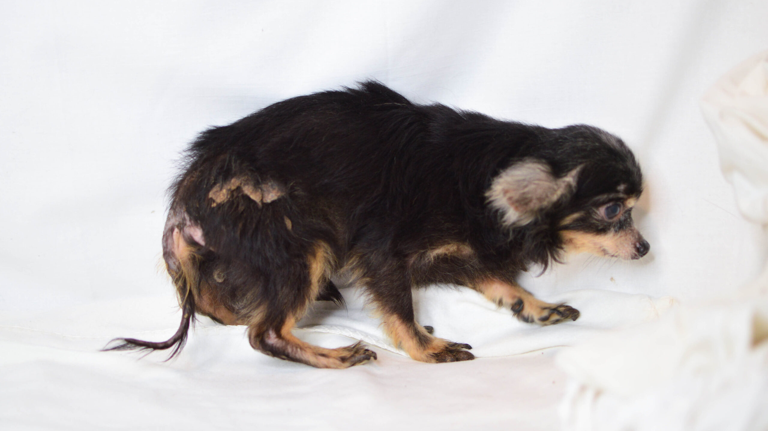 Vychrtlý pes kříženec čivavy zachráněný z množírny