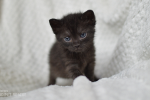 Maličké černé kotě s modrýma očima Luffy