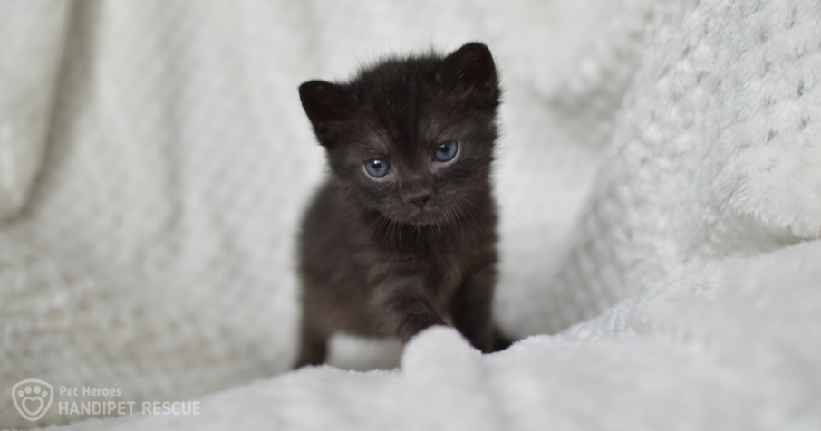 Maličké černé kotě s modrýma očima Luffy