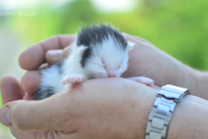 Dočasná teta drží v dlaních maličké černo-bílé kotě staré sotva pár dní.