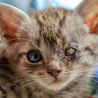 Zachráněné kotě Meloun má nemocné oko