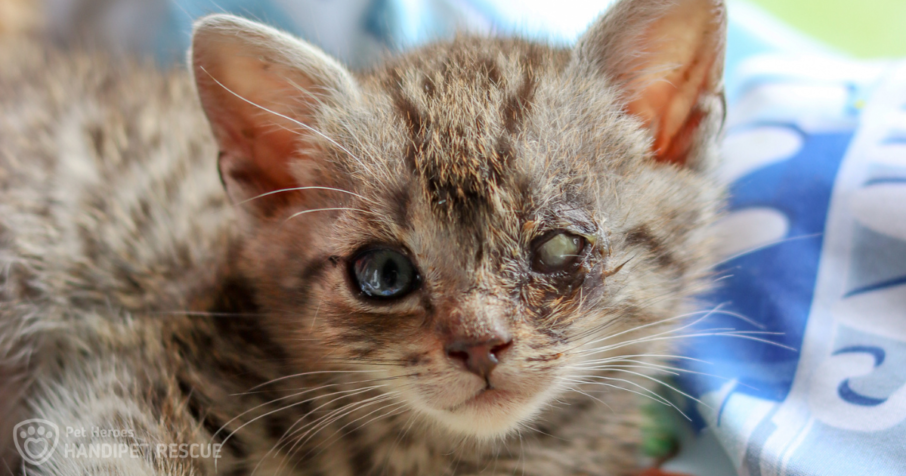Zachráněné kotě Meloun má nemocné oko