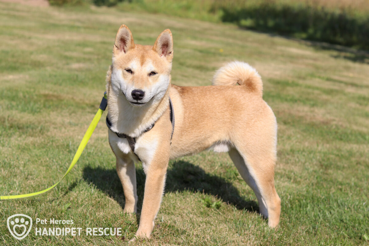 Zachráněný kříženec shiba-inu Tanjiro