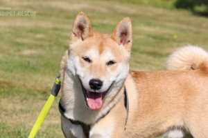 Zachráněný kříženec shiba-inu Tanjiro