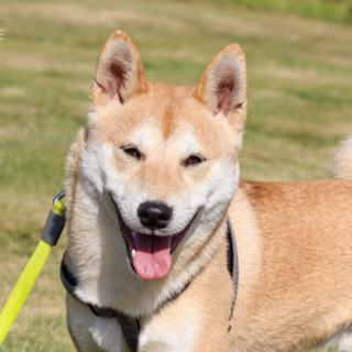 Zachráněný kříženec shiba-inu Tanjiro