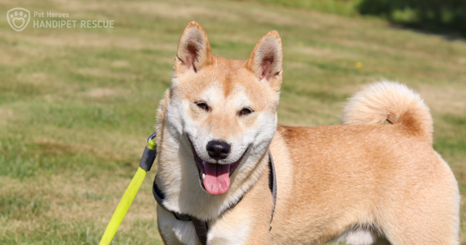 Zachráněný kříženec shiba-inu Tanjiro